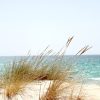 Beach Tussock